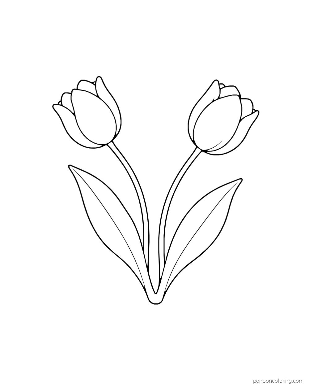 Two tulips with curved stems leaning away from each other above four long leaves.