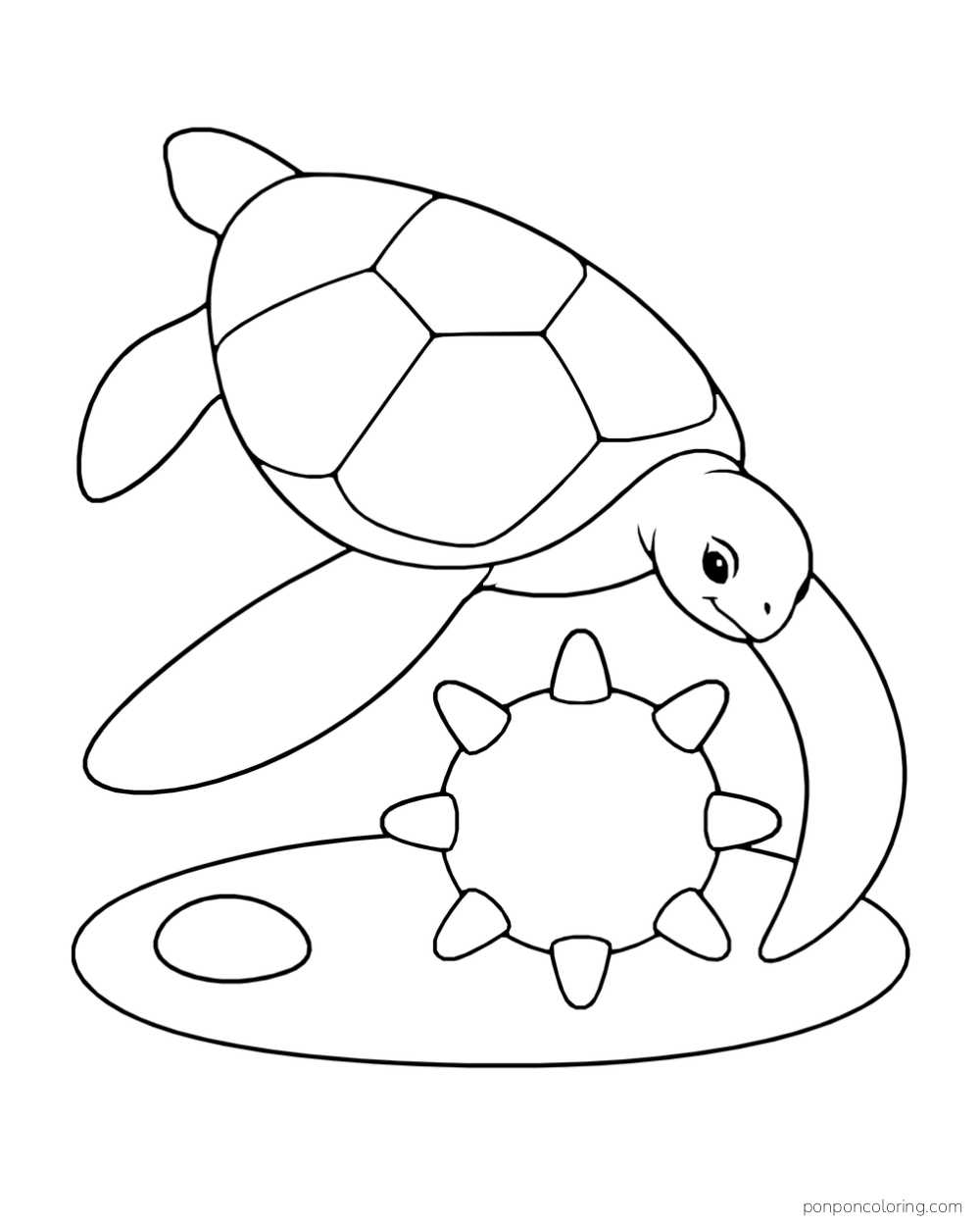 A sea turtle banks above a round sea urchin with eight broad spikes.