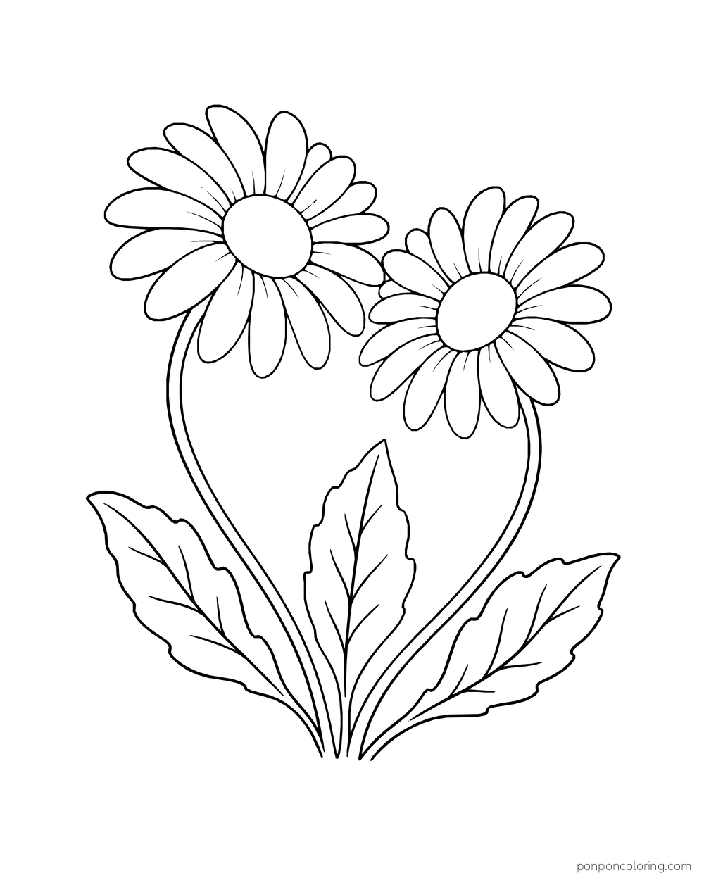 Two daisies lean toward each other above a cluster of broad leaves.