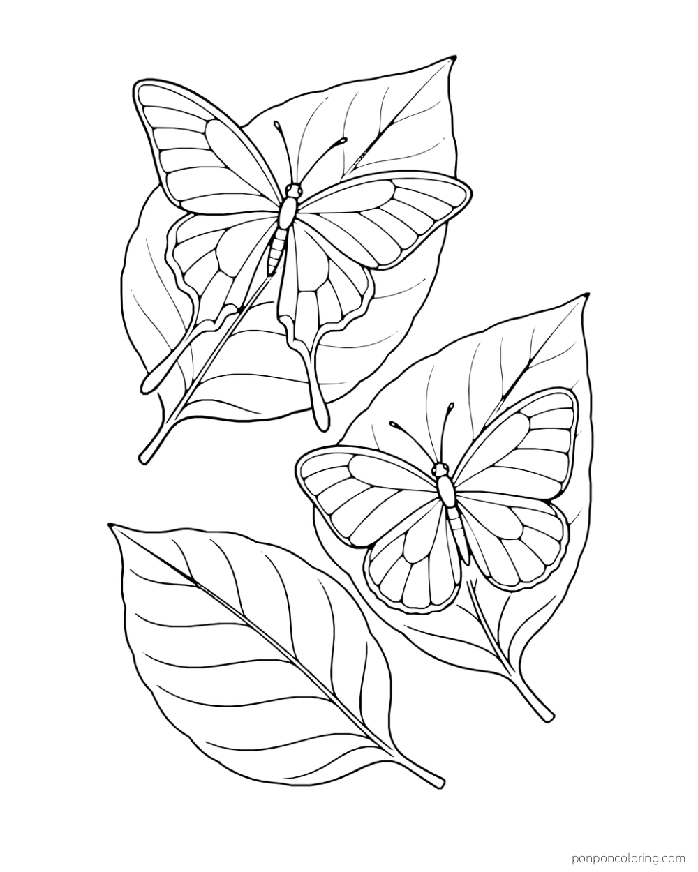Two butterflies with different wing shapes rest on broad leaves viewed from above.