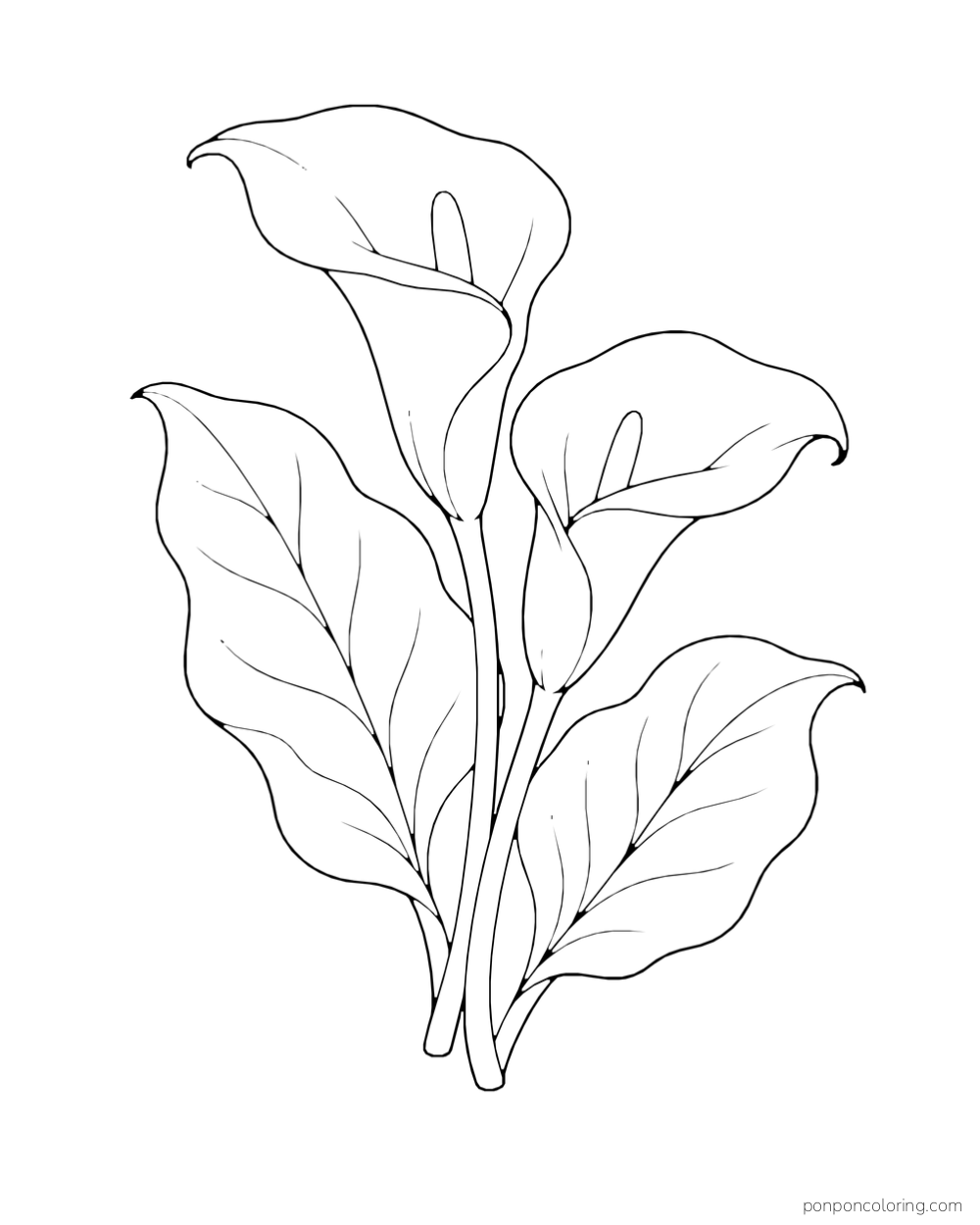 Two curled calla lily blooms rise beside broad veined leaves.