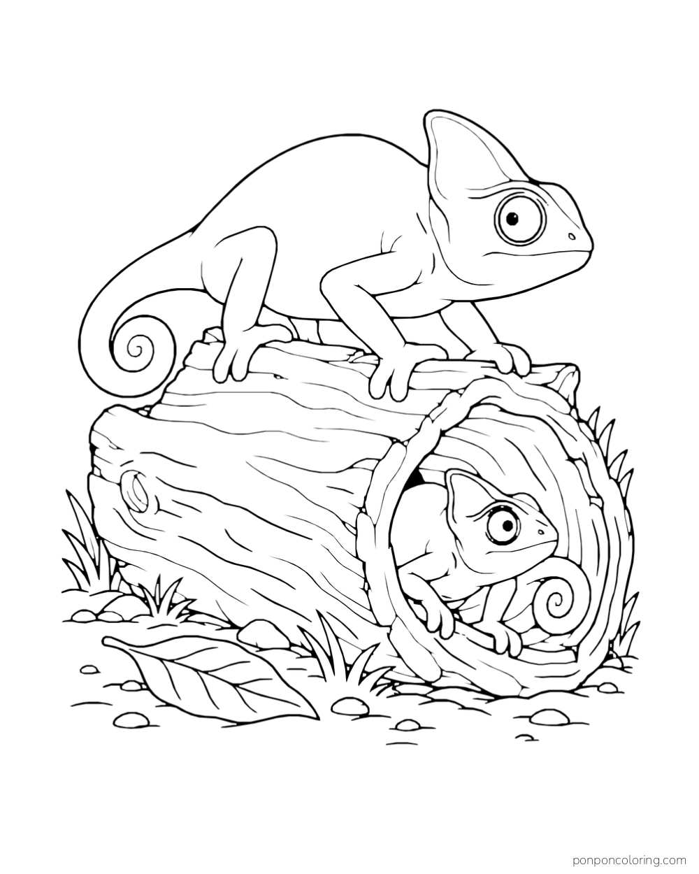 One chameleon peeks from a hollow log while another rests on top beside a fallen leaf.