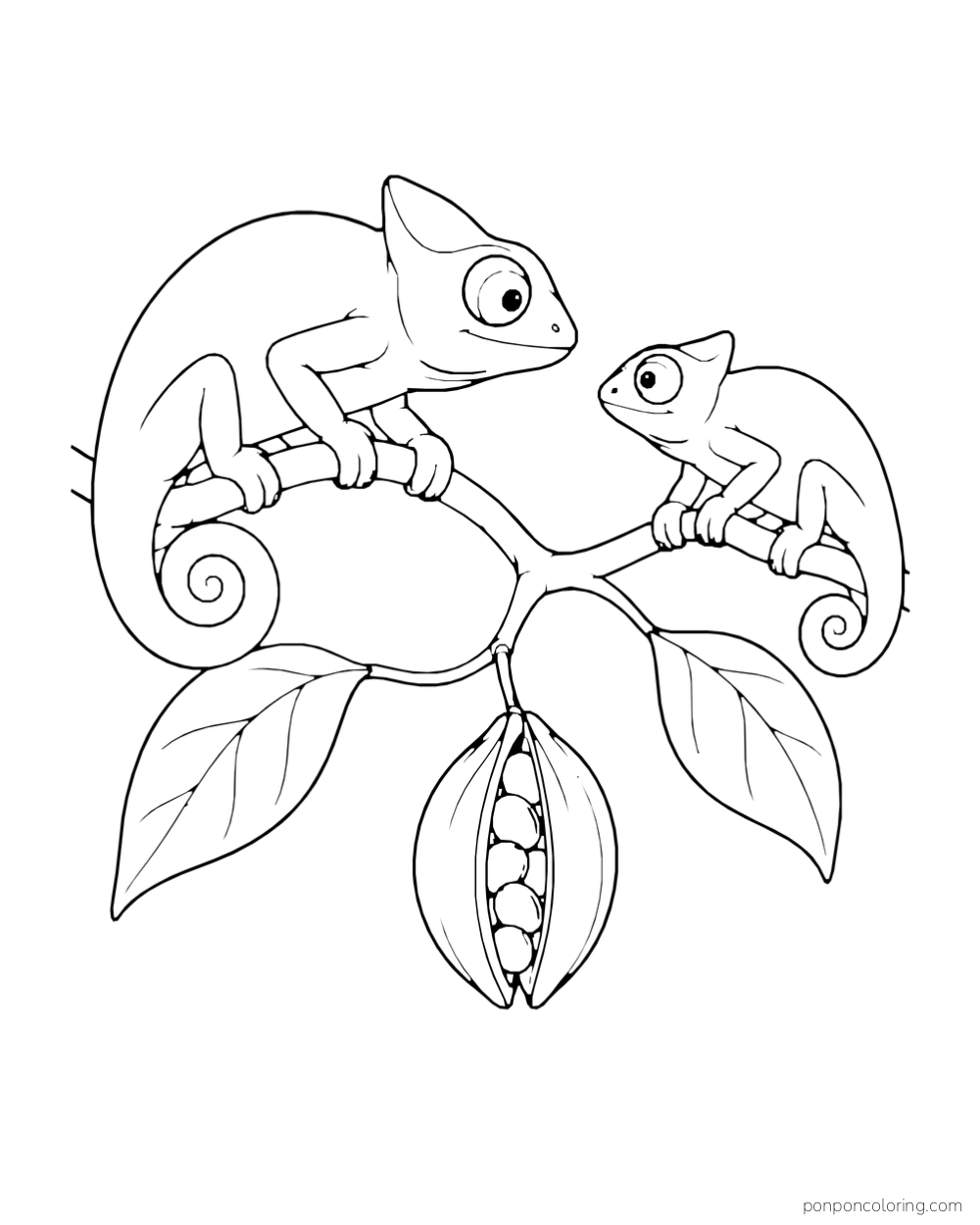 Two chameleons face each other on a forked branch above a hanging seed pod.
