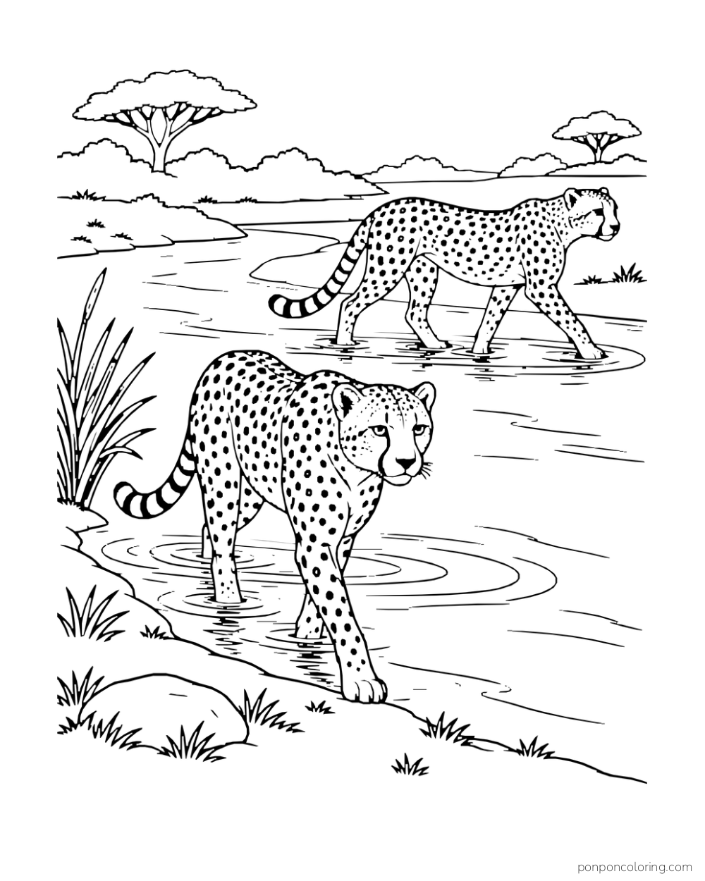 Two cheetahs walk through a shallow stream at different distances.