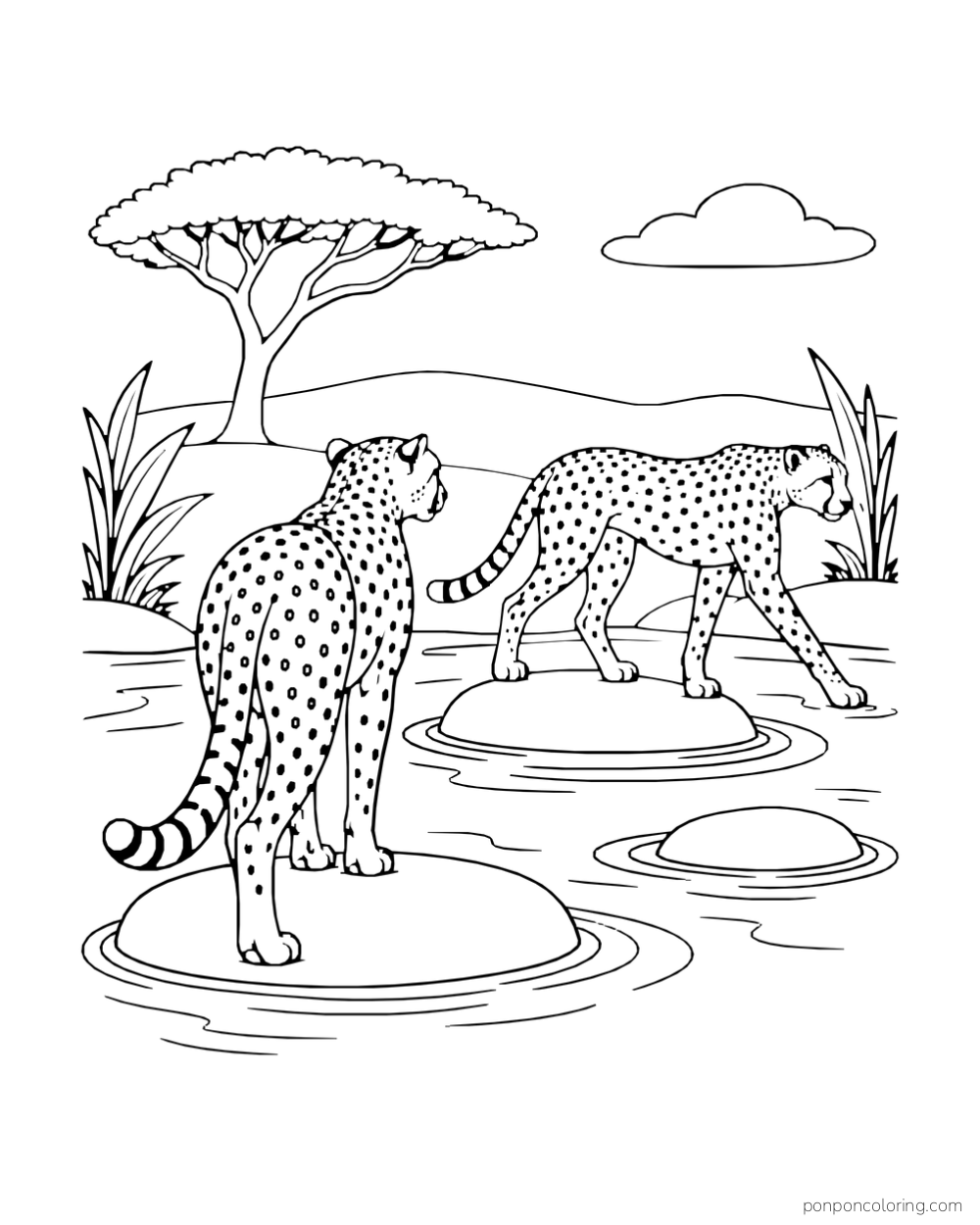 Two cheetahs cross a shallow stream on separate stepping stones.