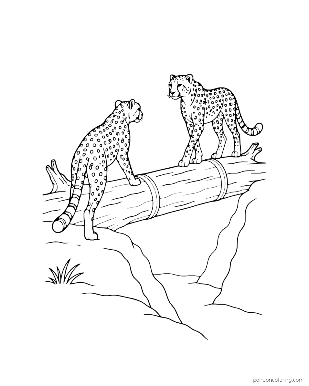 Two cheetahs approach each other along a broad trunk spanning a rocky gap.