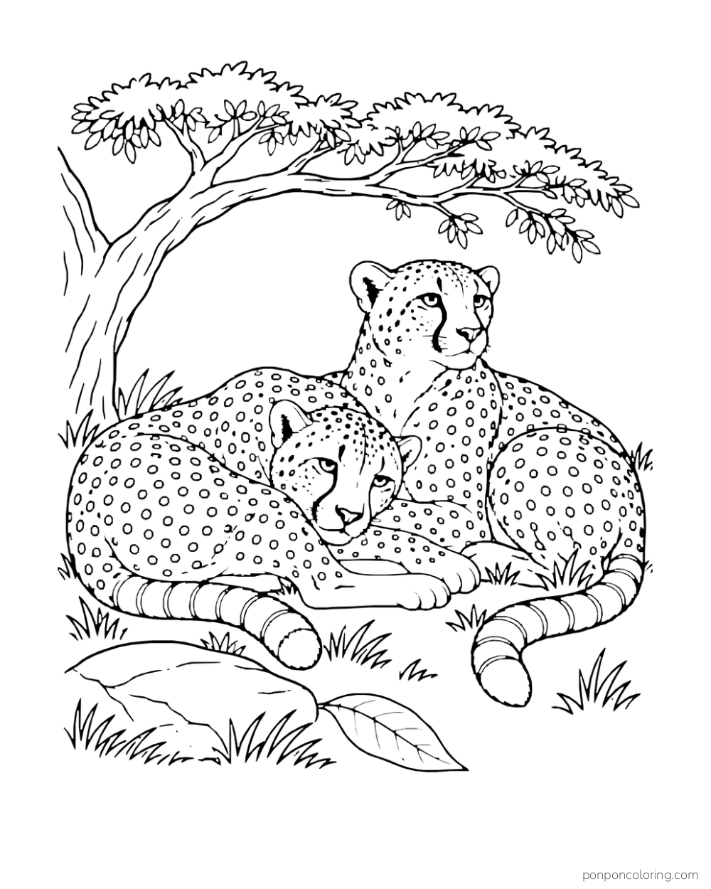 Two cheetahs rest side by side beneath an acacia branch.