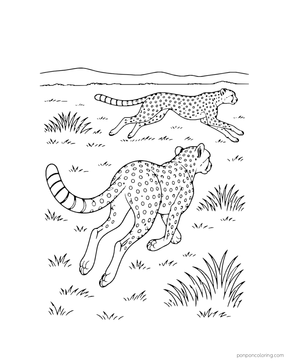 Two cheetahs run across a grassy plain at different distances.