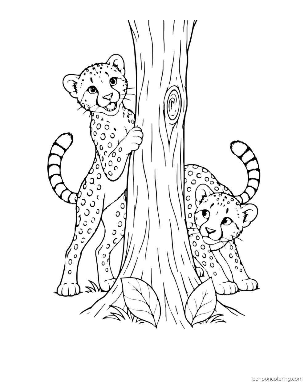Two cheetah cubs peek from opposite sides of a tree trunk.