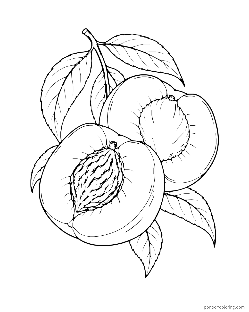 Two cut peach halves with visible centers among leaves and a short stem.