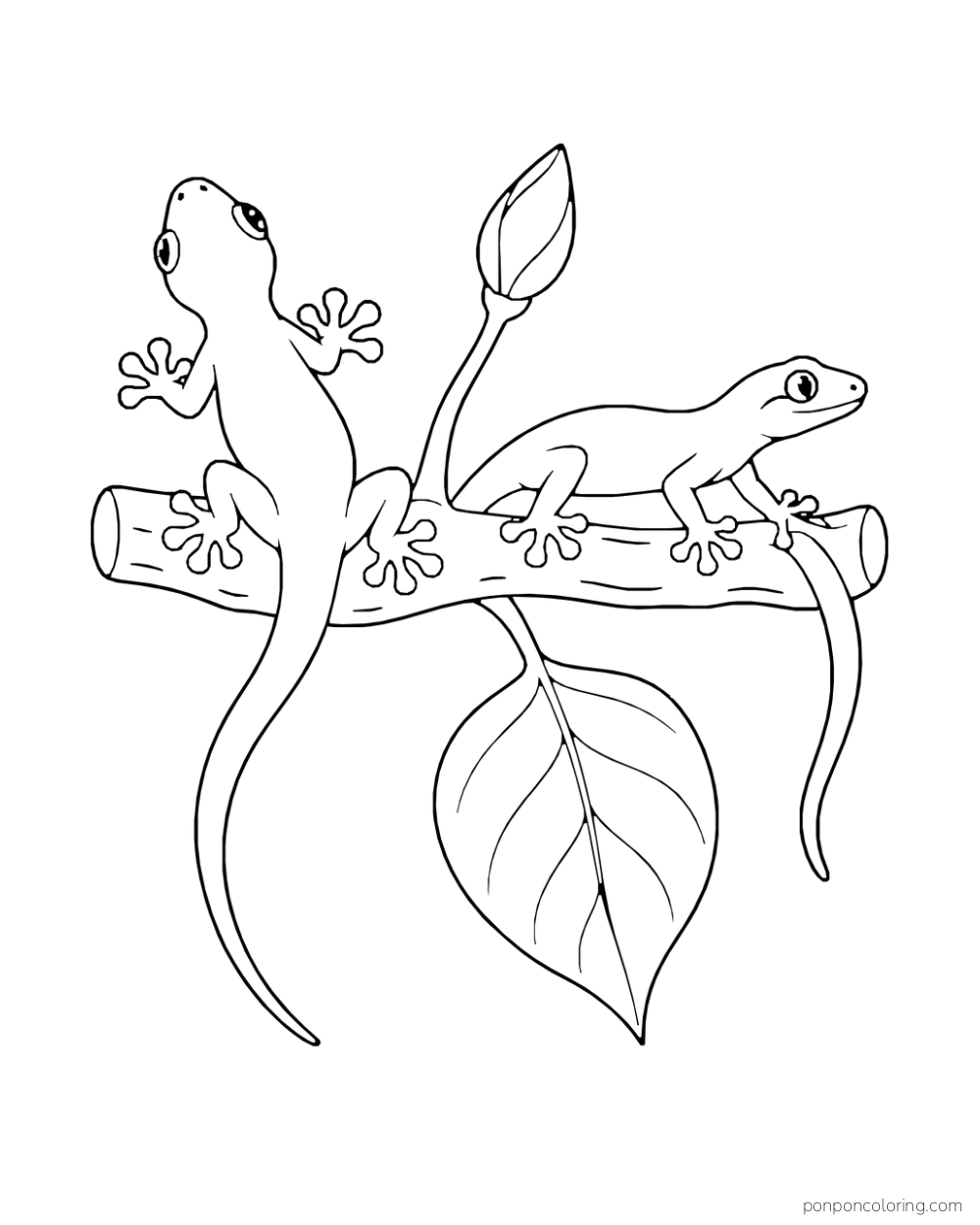 Two geckos face different directions on a short branch above a large hanging leaf.