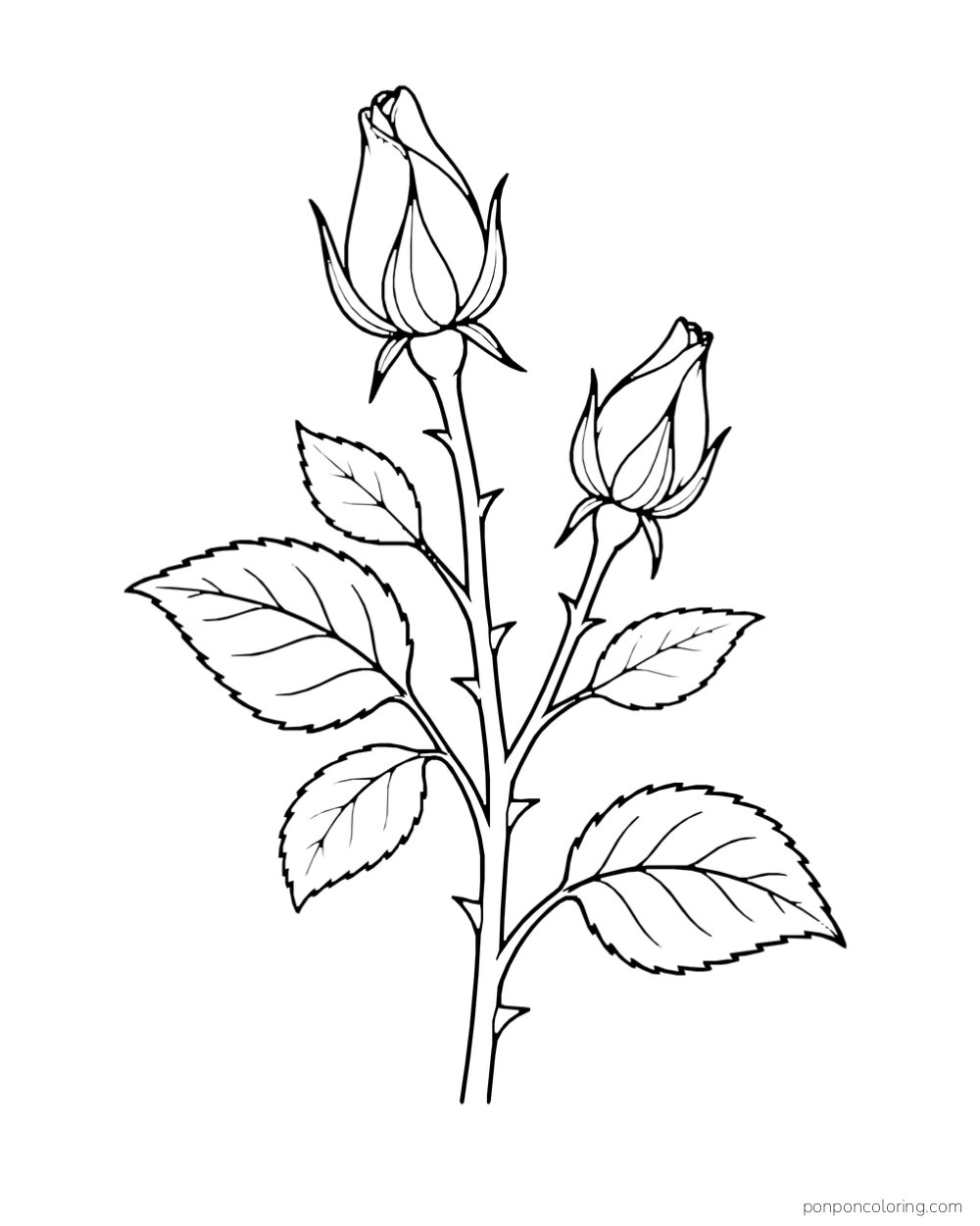 Two closed rosebuds at different heights among broad leaves.