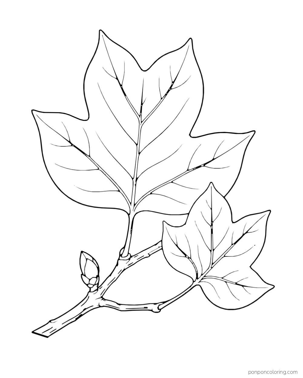 A branch carries a large notched leaf and a smaller leaf.