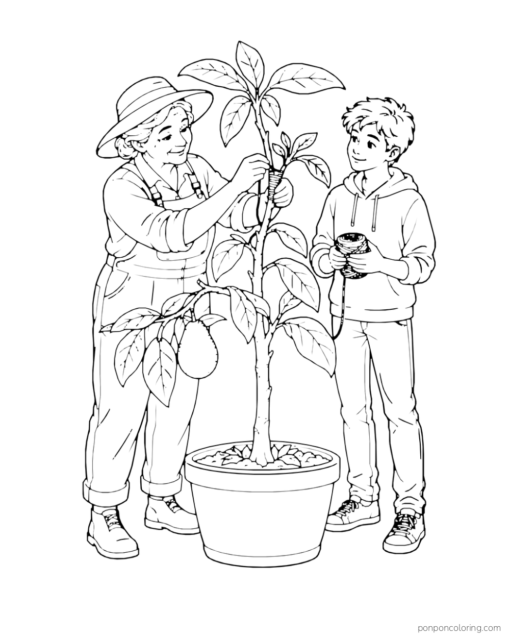An older orchard gardener ties a graft onto a small fruiting avocado tree while a teen holds a twine spool.