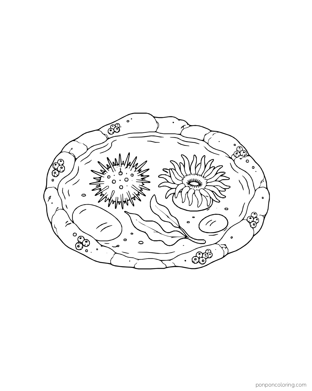 A sea urchin and open anemone sit inside a complete oval tide pool with seaweed and stones.