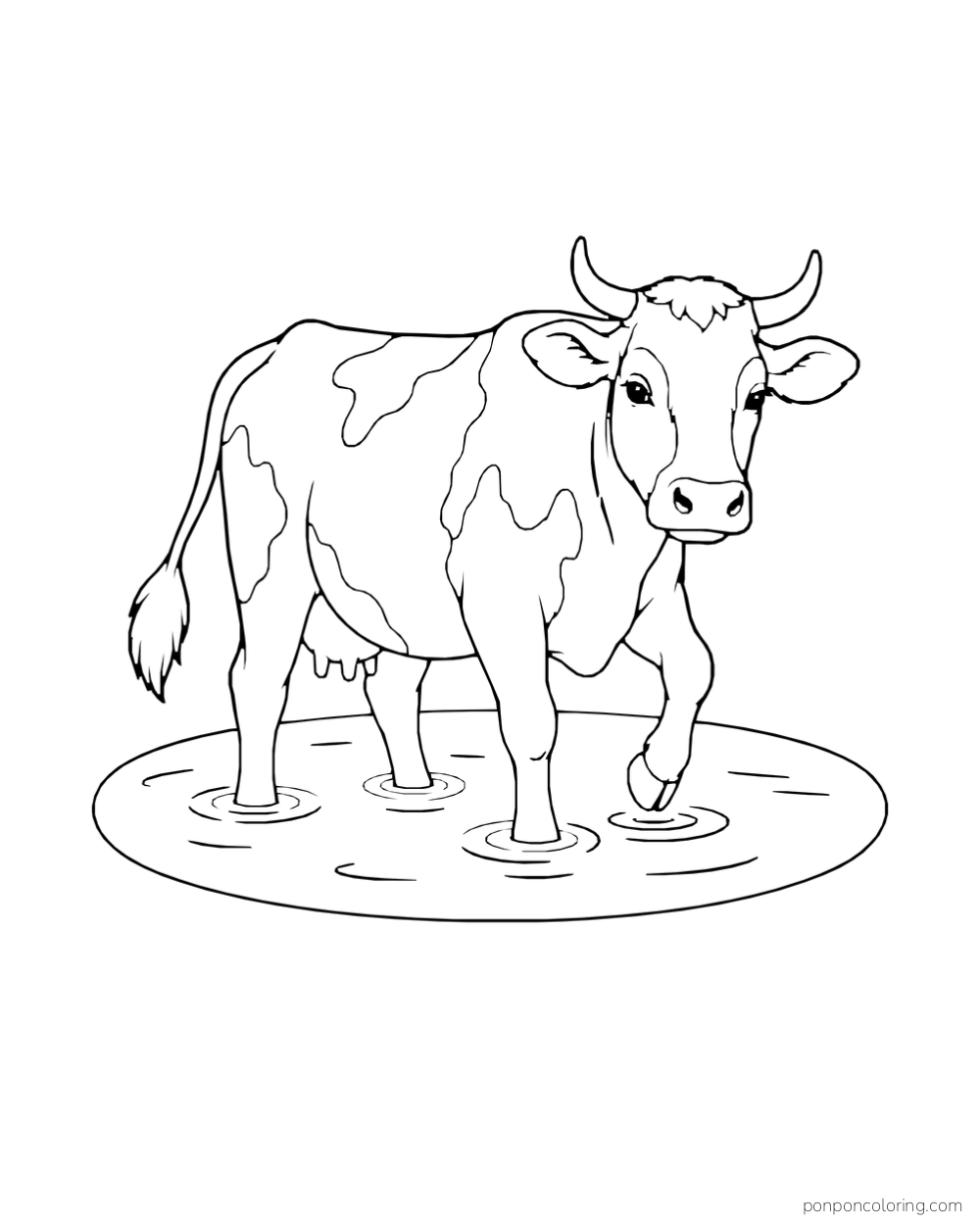 A cow lifts one hoof while wading through shallow water.