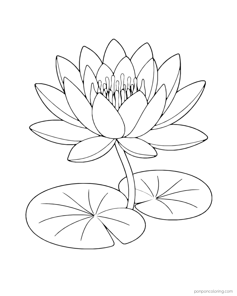 An open water lily with layered pointed petals rises above two round notched lily pads.