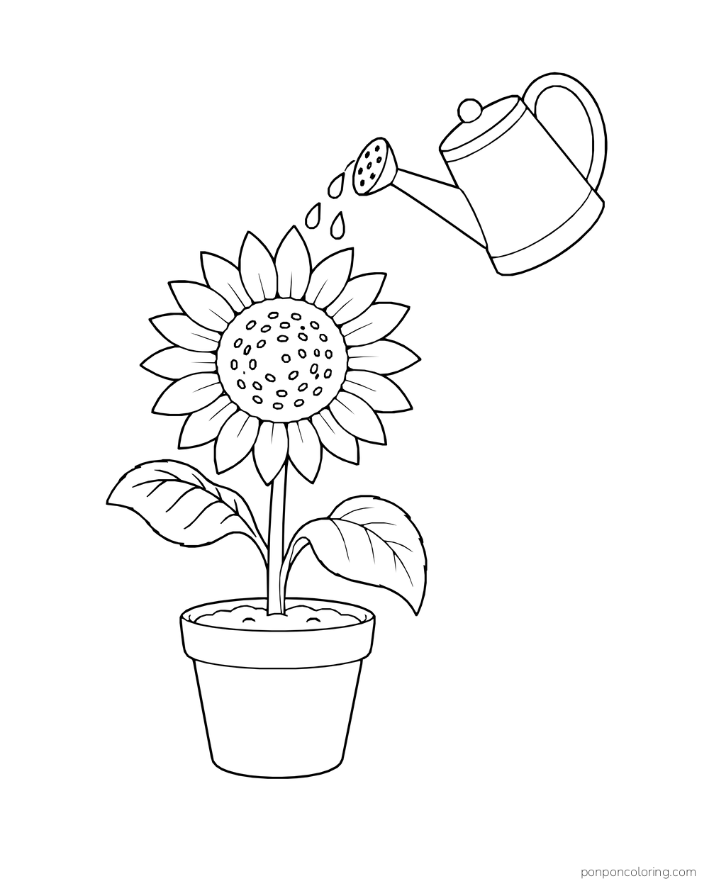 A watering can pouring drops over a potted sunflower.
