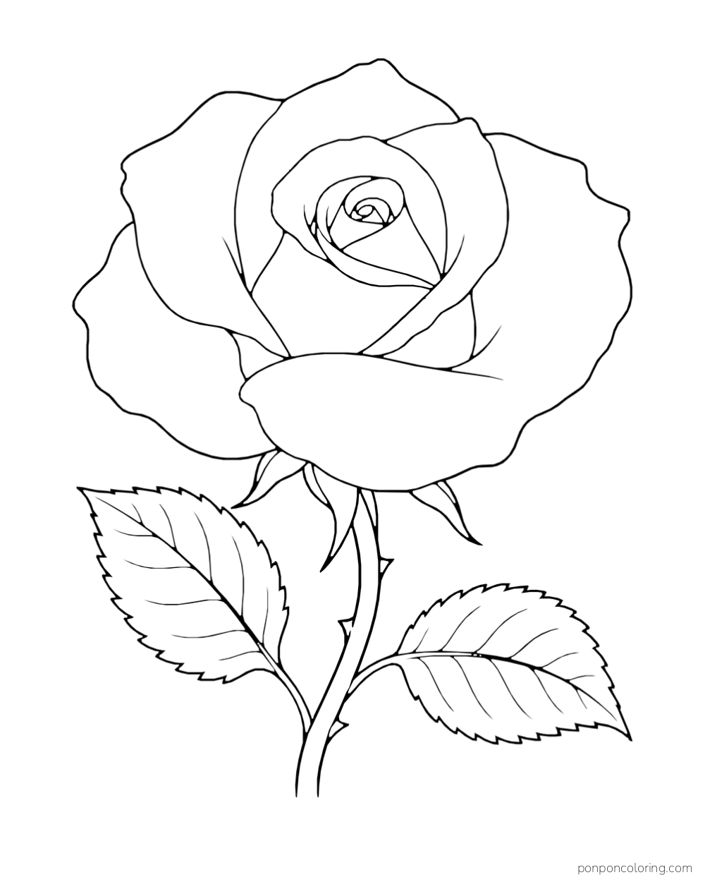 Close view of a broad layered rose bloom above two large leaves.