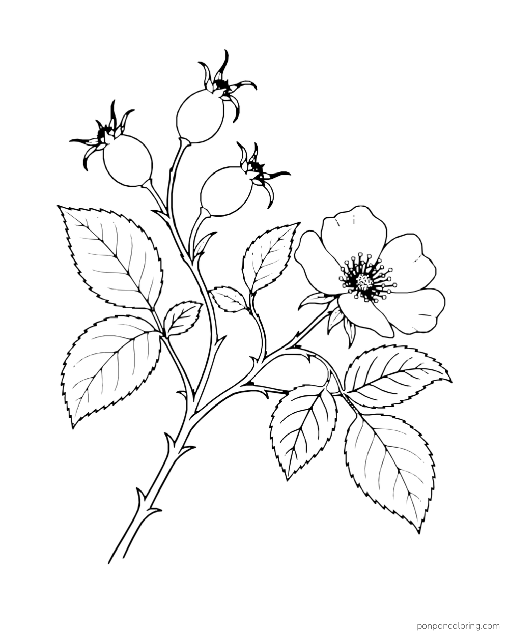 Wild rose blossom beside three rounded rose hips on a branching stem.